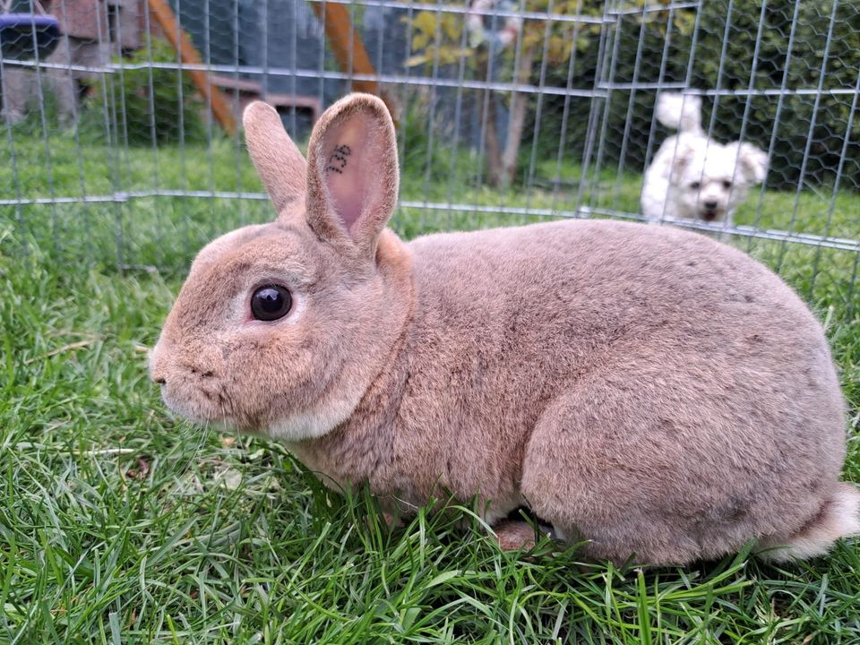 Zwergkaninchen Rex Luxfarbig Tätowiert Rammler 1 J Bundeskaninche in Freital