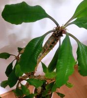 Madagascar-Juwel | Spuckpalme | Euphorbia leuconeura Häfen - Bremerhaven Vorschau
