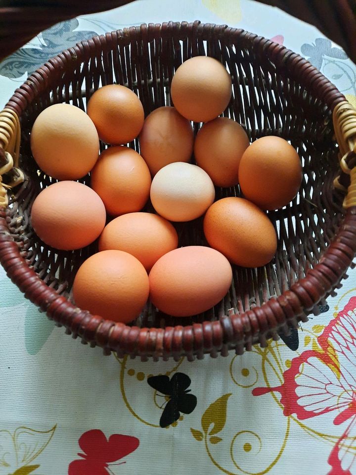 Frische Eier, in Doberlug-Kirchhain
