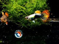 Guppy Multicolor Paare 10€ Brandenburg - Borkwalde Vorschau