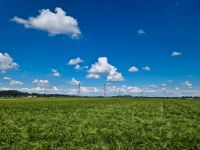 Futtergerste, Wintergerste Bayern - Malching Vorschau