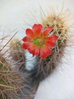 Altpflanze Echinocereus coccineus toroweapensis Kaktus Kakteen Hessen - Borken Vorschau