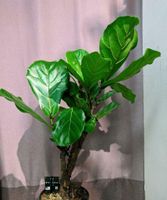 Geigenfeige Ficus lyrata.  Topf 25cm, Hohe 110cm Berlin - Friedenau Vorschau