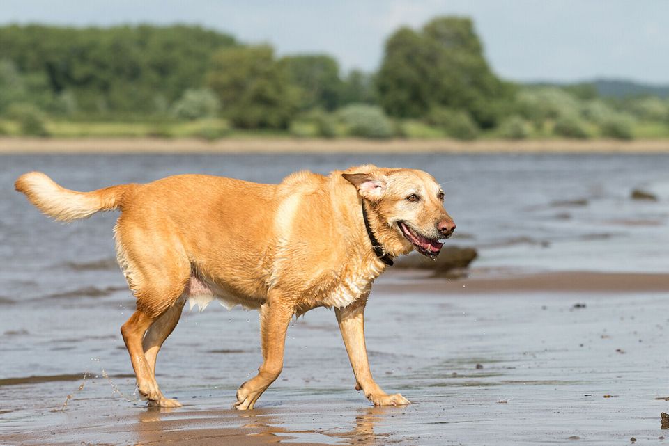 Liebevolle Hundebetreuung, Gassiservice, Dogwalker in Börnsen