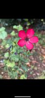 30 Samen Roter Lein/Blauer Lein Mix, Naturgarten Sommer Saatgut Bayern - Baldham Vorschau