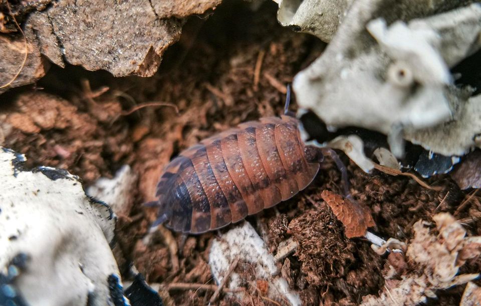 Porcellio scaber Lava Asseln Bodenpolizei in Schotten