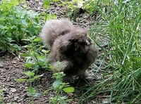 2 Seidenhuhn Hennen von Frühjahr 2023 Rheinland-Pfalz - Dorn-Dürkheim Vorschau