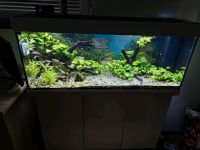 Juwel Rio 240 Aquarium Komplett mit viel Zubehör Baden-Württemberg - Ulm Vorschau