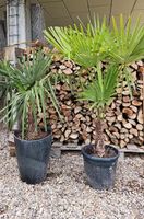 Trachycarpus Fortunei Hanfpalme Palme Winterhart Nordrhein-Westfalen - Rheinberg Vorschau