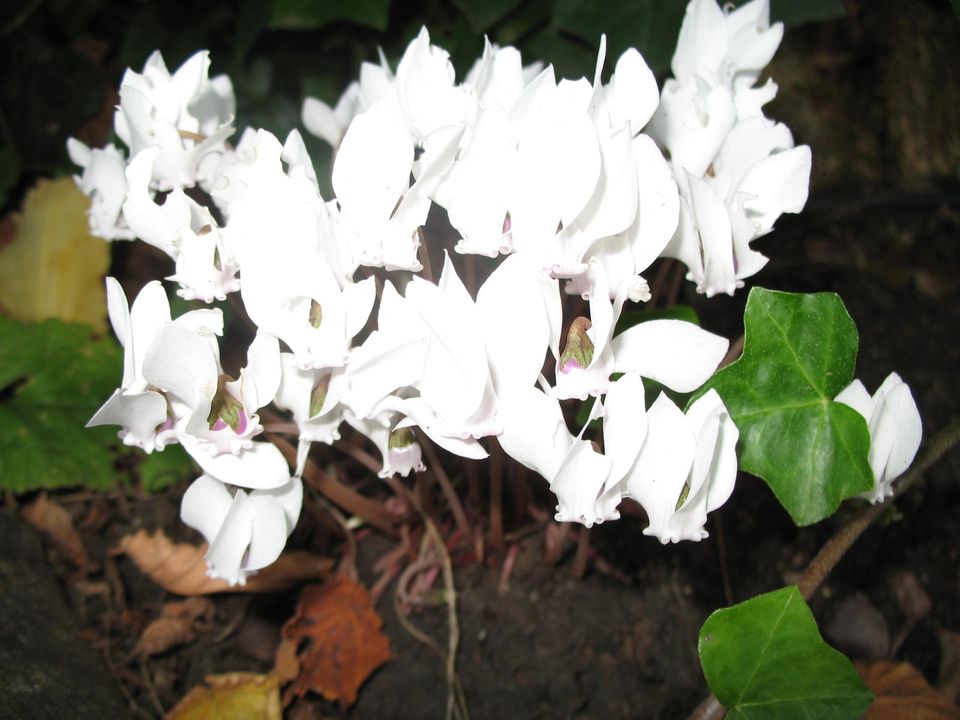 100 Samen Alpenveilchen Cyclamen hederifolium 'Perlenteppich' in Singen