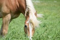 Cooler Haflinger sucht Reitbeteiligung in 24118 Kiel ⭐ Kiel - Ravensberg-Brunswik-Düsternbrook Vorschau