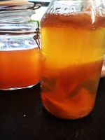 verschiedene Kombucha Scobys Baden-Württemberg - Schwäbisch Gmünd Vorschau