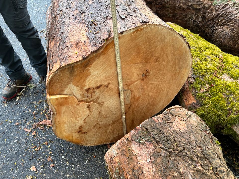 Ahorn Stamm z.B. als Kaminholz / Brennholz in Telgte