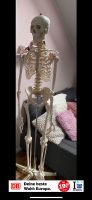 Anatomie Skelett Nordrhein-Westfalen - Kaarst Vorschau