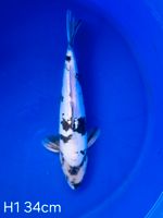 Koi D-Shiro Utsuri 34cm H1-60 Nordrhein-Westfalen - Wadersloh Vorschau