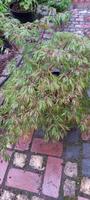 Jap. Fächerahorn - Acer palmatum 'Utsu beni shidare' Saarland - Saarwellingen Vorschau