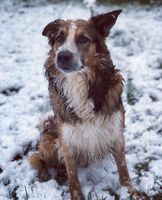 Harzer Fuchs Border Collie sucht Dosenöffner Sachsen-Anhalt - Ballenstedt Vorschau