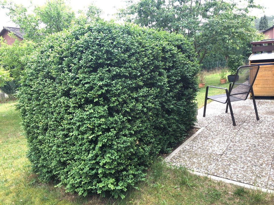 Buxbaum Buchsbaum Hecke Strauch in Zernien