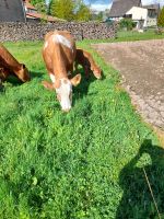 Verkaufe kleine Kuh Herde Niedersachsen - Deensen Vorschau