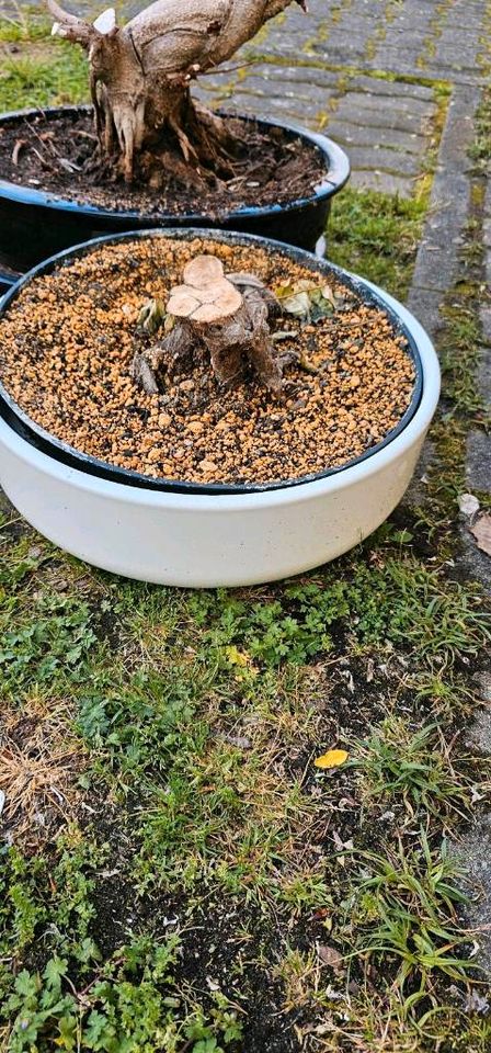 Zwei große, zwei kleine Bonsai Schalen in Hanau