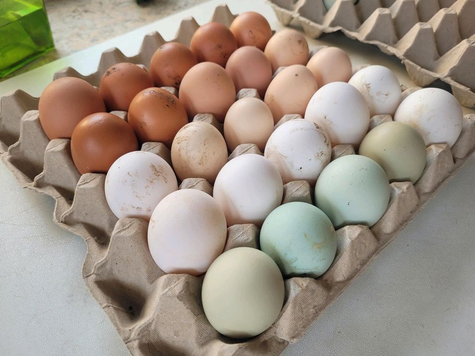 Eier zur Brut, Hühner Eier in Klötze