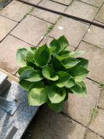 Hosta Pflanzen Nordrhein-Westfalen - Langenfeld Vorschau