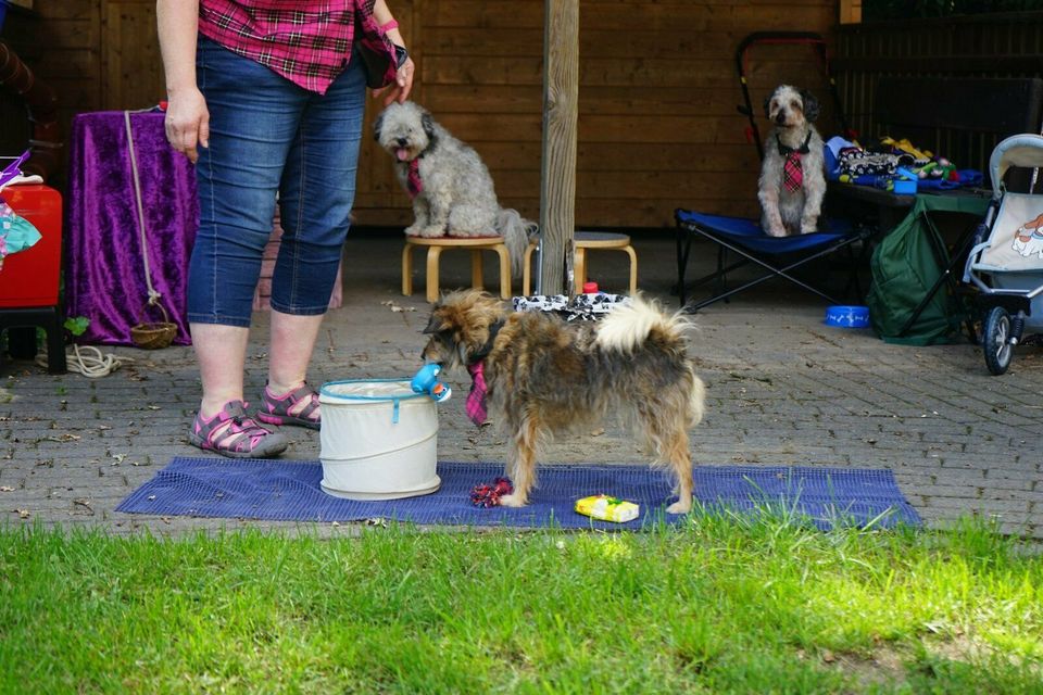 Die Hunde-Show für Kindergeburtstage, Seniorenheime uva Events in Dortmund