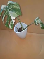 Fensterblatt, Kopfsteckling bewurzelt, Monstera variegata Niedersachsen - Holzen Vorschau