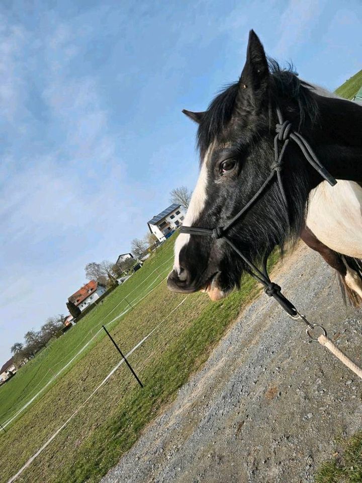 Pony-Stute in Waldkirchen