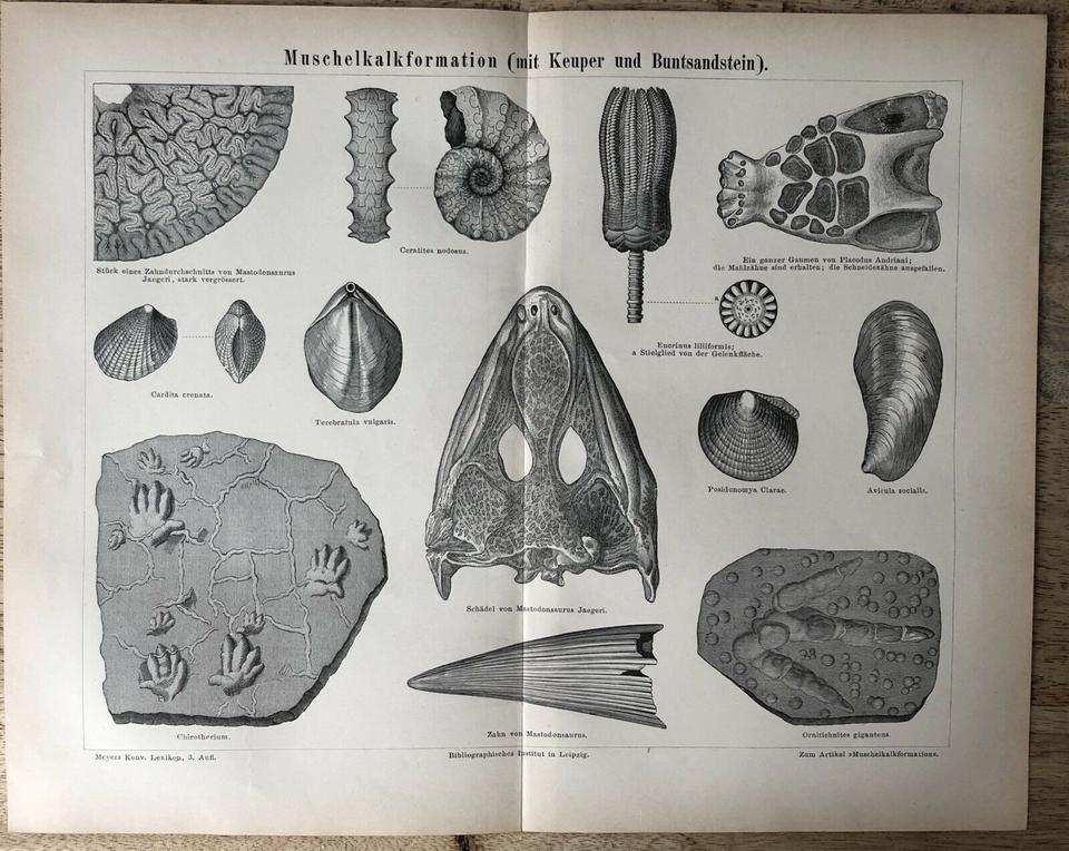 Original Vintage Drucke Bilder Abbildungen Poster von 1880-1900 in Greifswald
