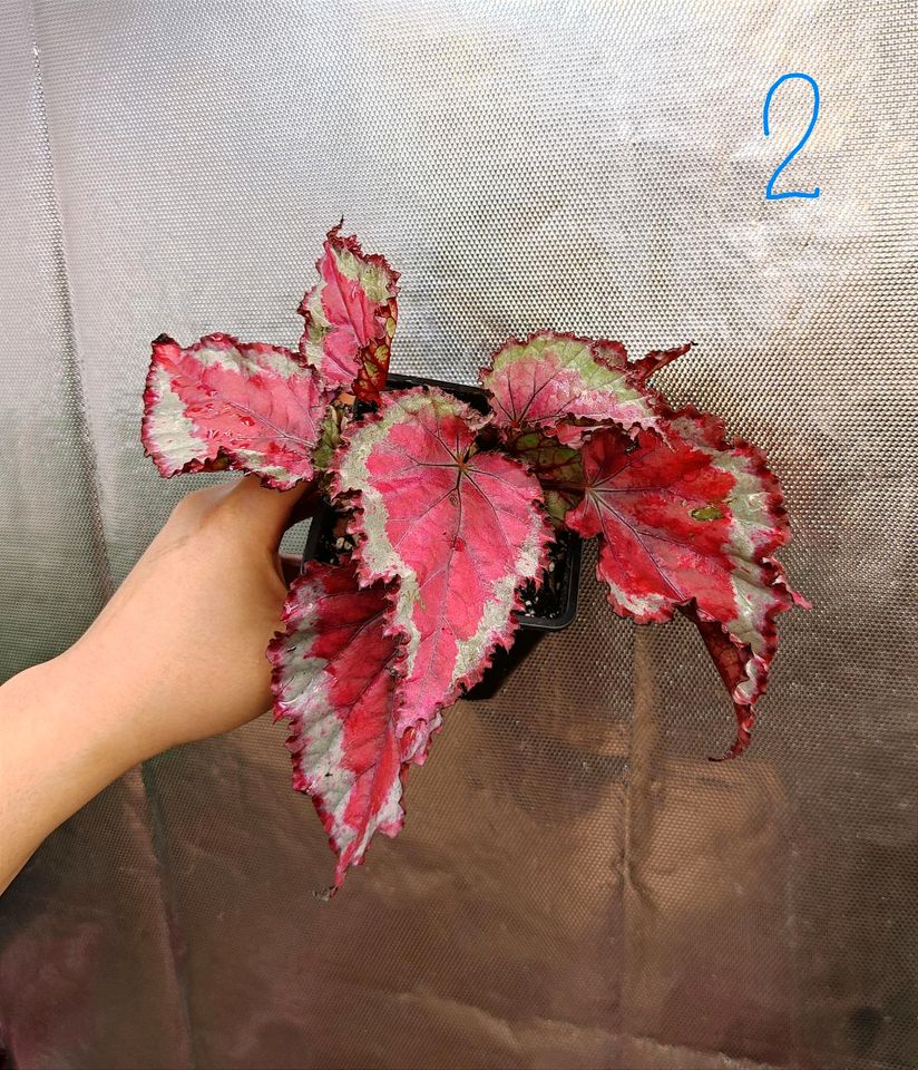 Begonie Begonia " Spitfire " in Berlin