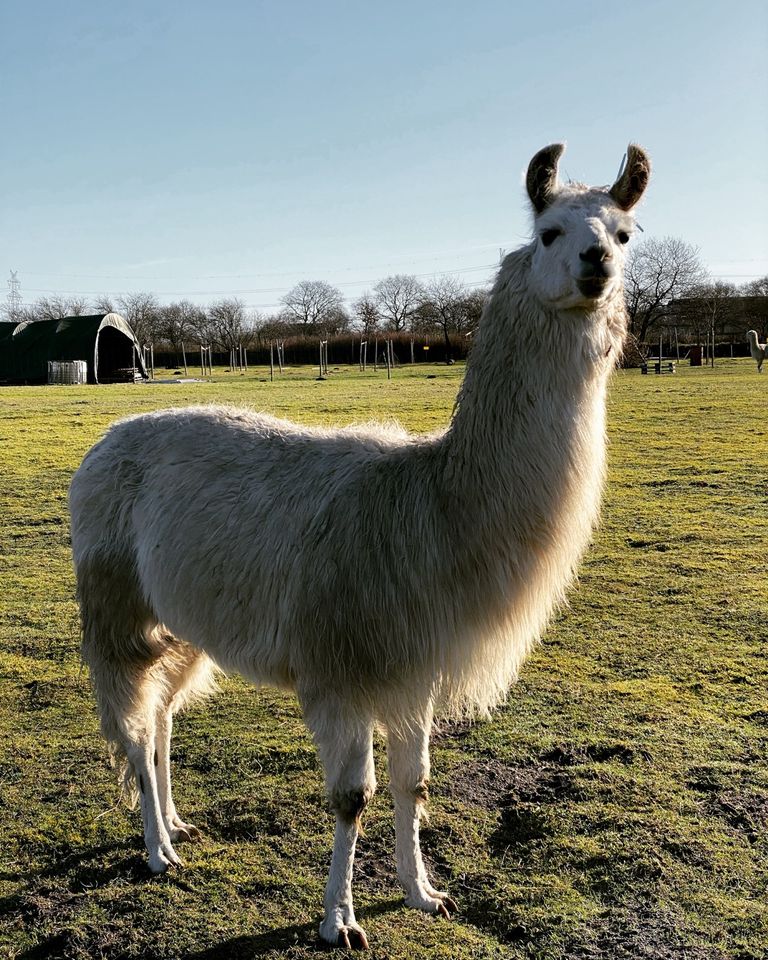 Mehrere Lamas und Alpakas zu verkaufen in Groß Rheide