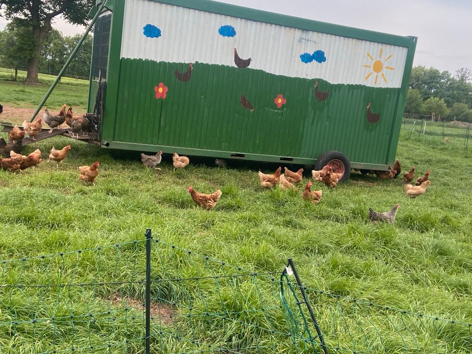 Hühner/Legehennen in Westerkappeln