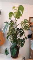 Monstera Deliciosa Variegata XL Düsseldorf - Eller Vorschau