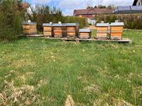 Carnica Bienenvölker Bayern - Marktleugast Vorschau