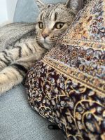 Katze Mia sucht ein neues Zuhause Hessen - Kassel Vorschau