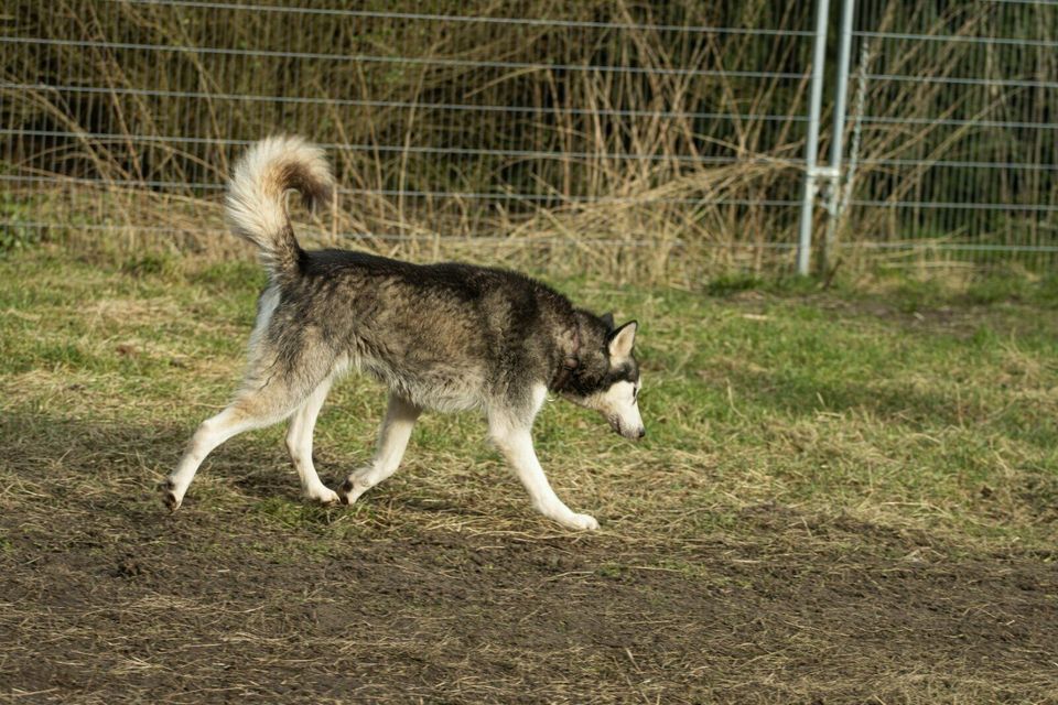 Aika - Huskyhündin sucht ihr zu Hause in Bremervörde