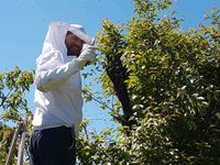 Bienenschwarm einfangen Brandenburg - Falkensee Vorschau