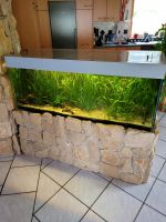 Aquarium mit Pflanzen und Fische Baden-Württemberg - Reutlingen Vorschau