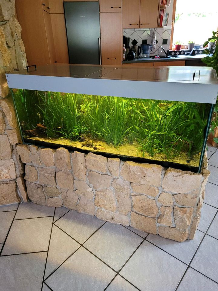 Aquarium mit Pflanzen und Fische in Reutlingen