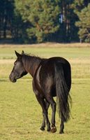 Suche Wiese Weide Grundstück zur Pferdehaltung 0,5ha und größer Brandenburg - Friedland (Mark) Vorschau