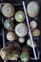 Kaktus Kakteen Kakteensammlung Sukkulenten Astrophytum Schale 5 Nordrhein-Westfalen - Werne Vorschau
