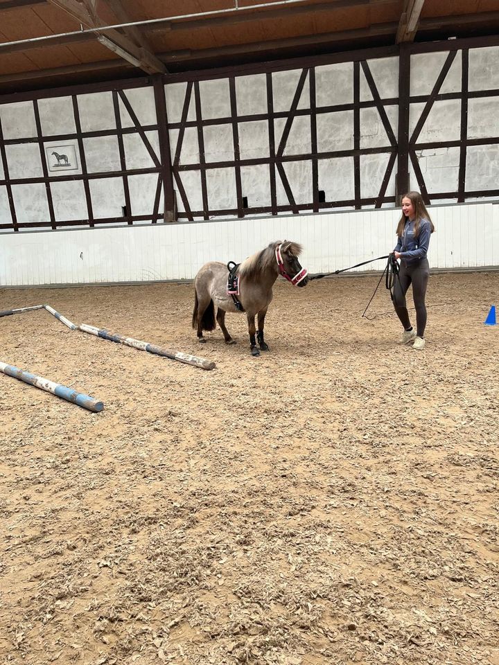 Shetty, Stute, 3 Jahre, ca. 100 cm, Sonderfarbe in Wächtersbach