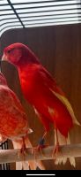 Kanarienvögel  rot mannlich Berlin - Tempelhof Vorschau