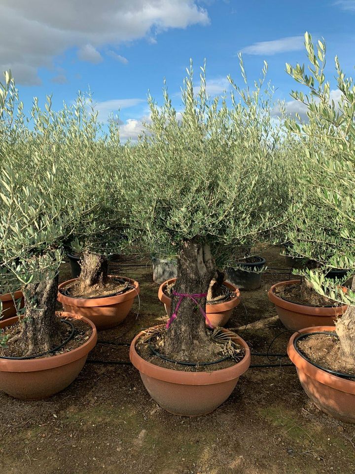 Olea Europaea hojiblanca (Olivenbaum) Bonsai 90/100cm  Stammu. in Recklinghausen