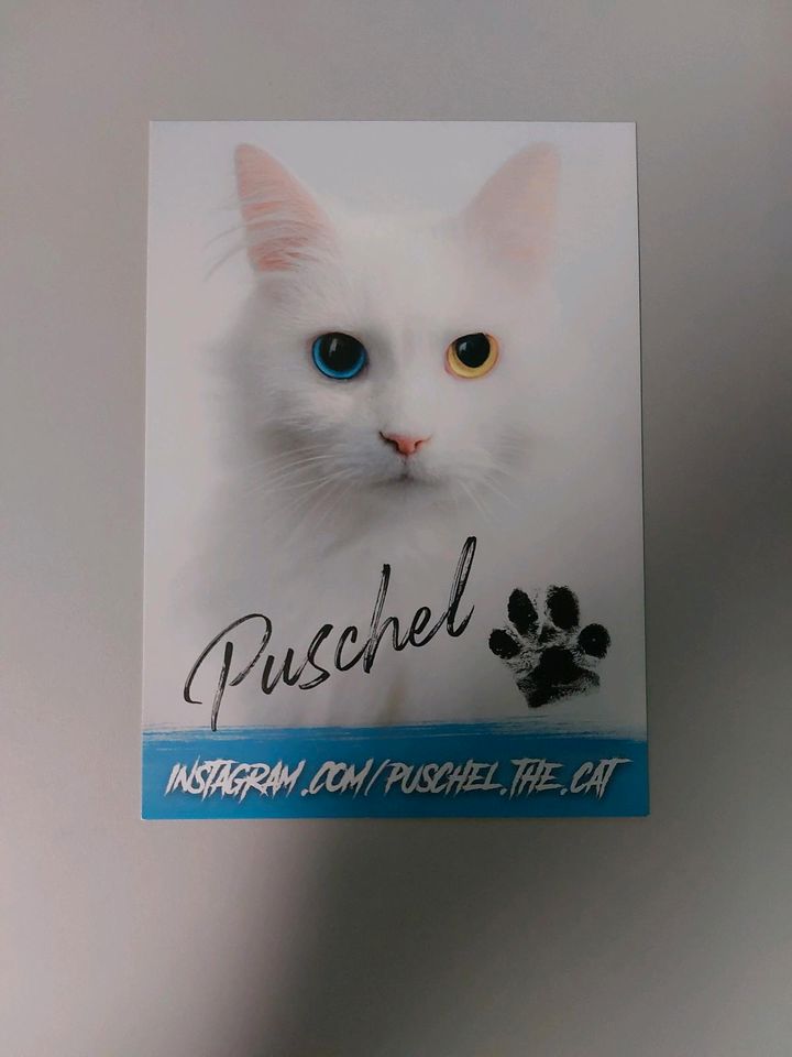 Autogrammkarte Puschel (Katze von Carina Pusch) in Göppingen