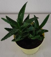 Sukkulenten, Aloe, brevifolia, Pflanztopf, 18 cm hoch, umgetopft Nordrhein-Westfalen - Kaarst Vorschau