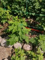 Gelbe Himbeeren Güstrow - Landkreis - Teterow Vorschau