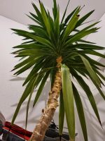 Yucca Palme / Palmlilie ca. 3,40m hoch & gesund z.B. für Galerie Baden-Württemberg - Hilzingen Vorschau