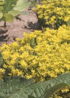 Fettblatt gelb Bienenweide Sachsen - Radeberg Vorschau